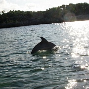 Dolphin_7-11