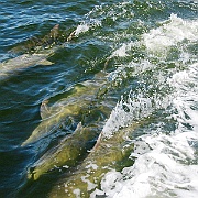 Dolphins-4_8-12